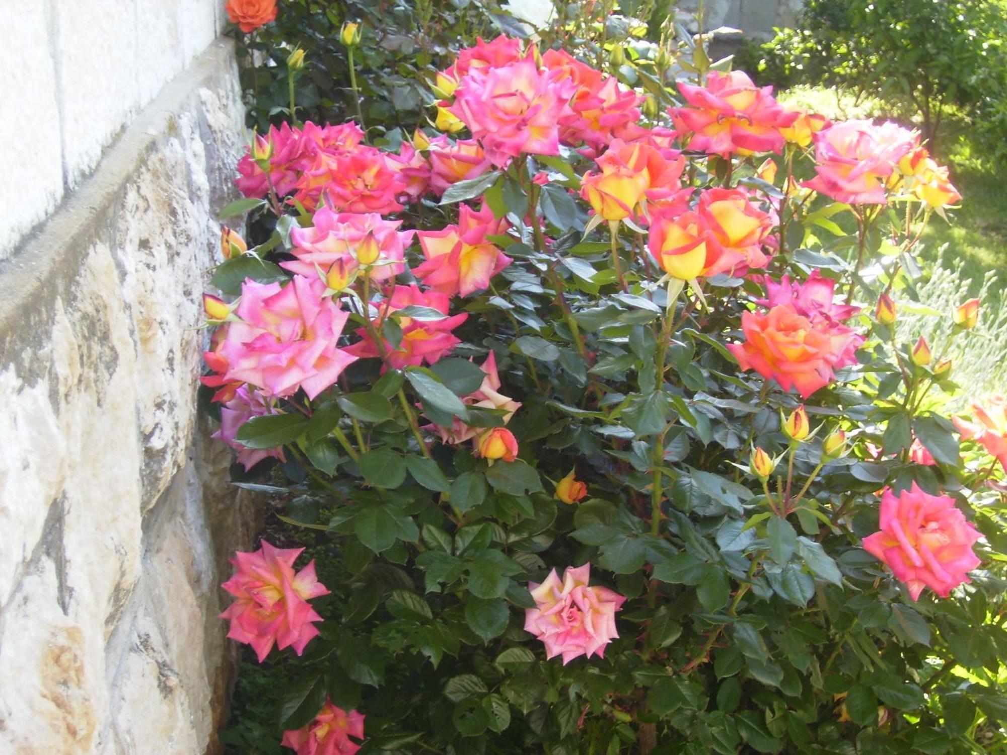 Apartment Flora Dubrovnik Exterior foto